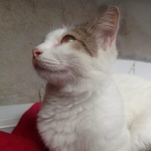A cat, illustrating Catnip Crypto Coin Set